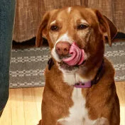 Für wählerische Hunde